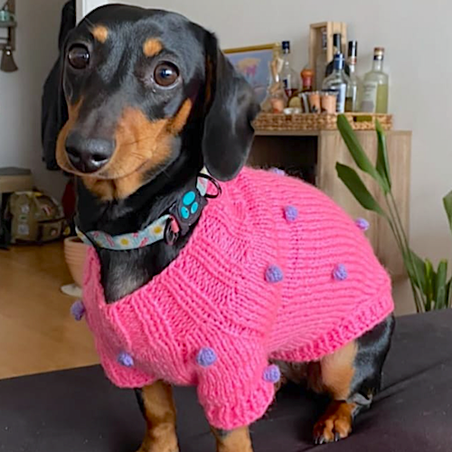 chaleco de lana personalizado para tu perro o gato mascota