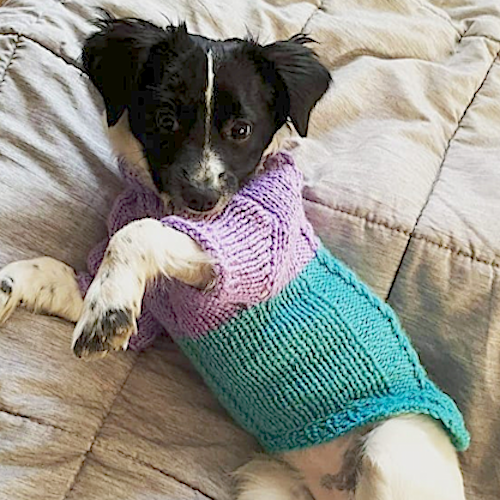 chaleco de lana personalizado para tu perro o gato mascota