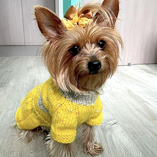 vestido chaleco de lana personalizado para tu perro o gato mascota