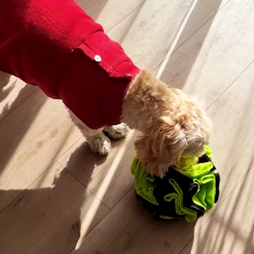pelota juguete mat alfombra olfativa para perros